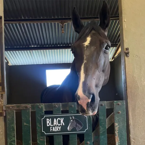 Foto de un caballo