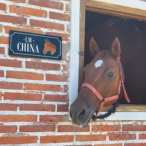 Foto de un caballo