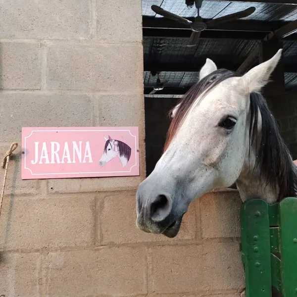 Foto de un caballo