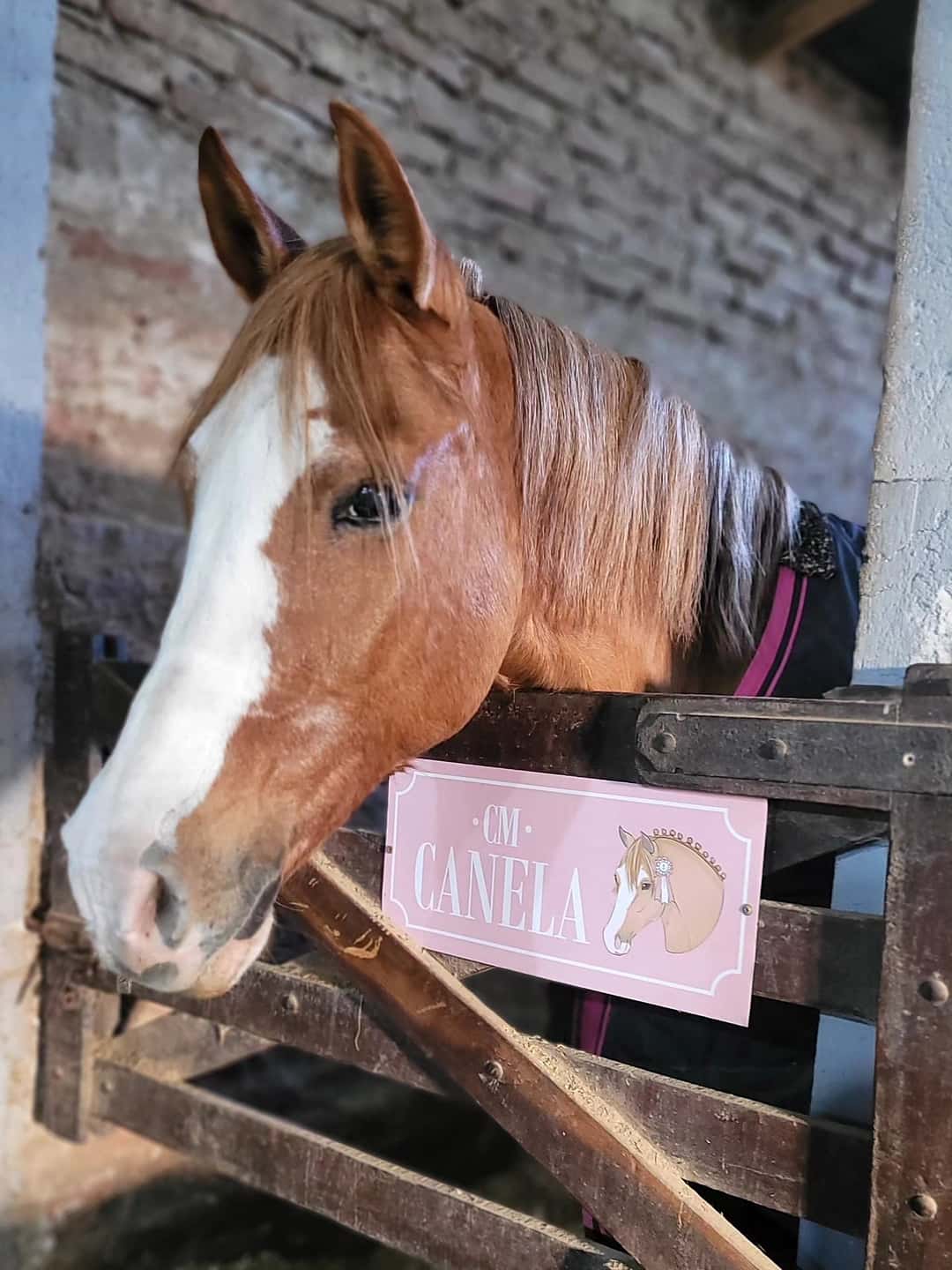 Foto del caballo 3