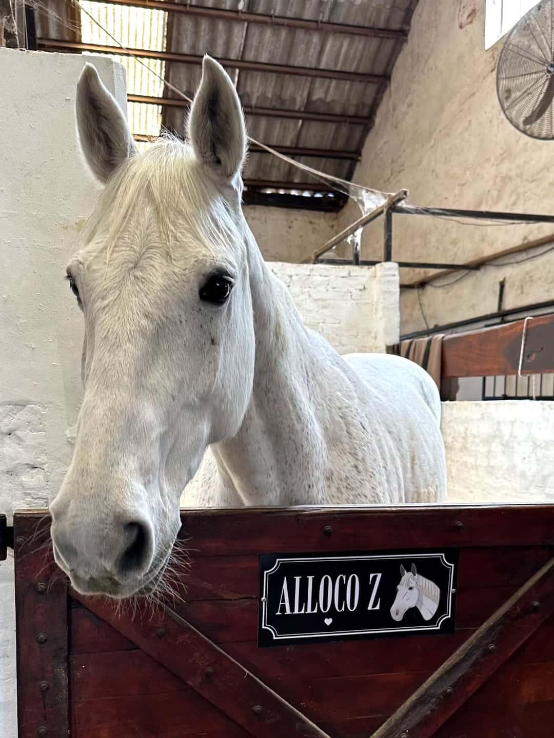 Foto del caballo 2