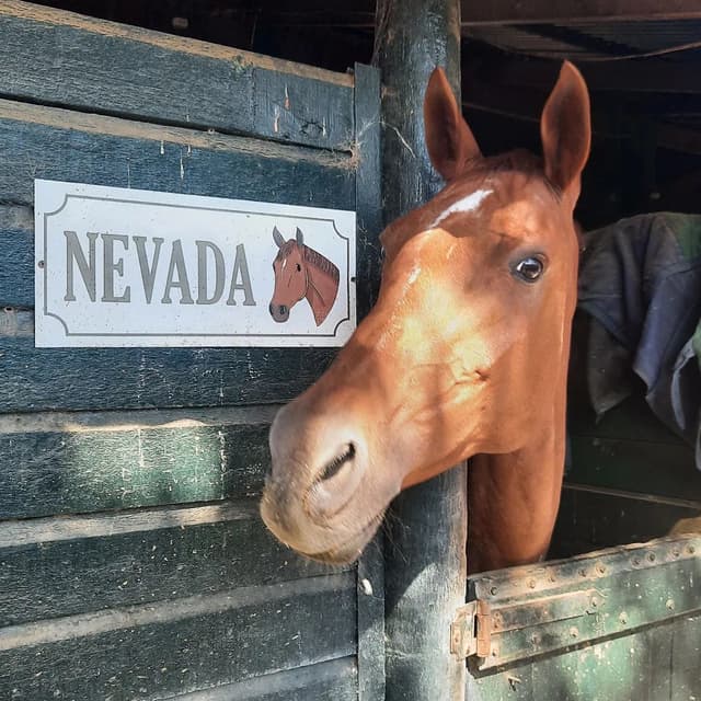 Imagen de la galería n° 8