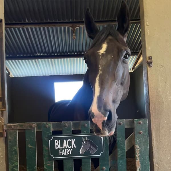 Carteles para box - imagen 32