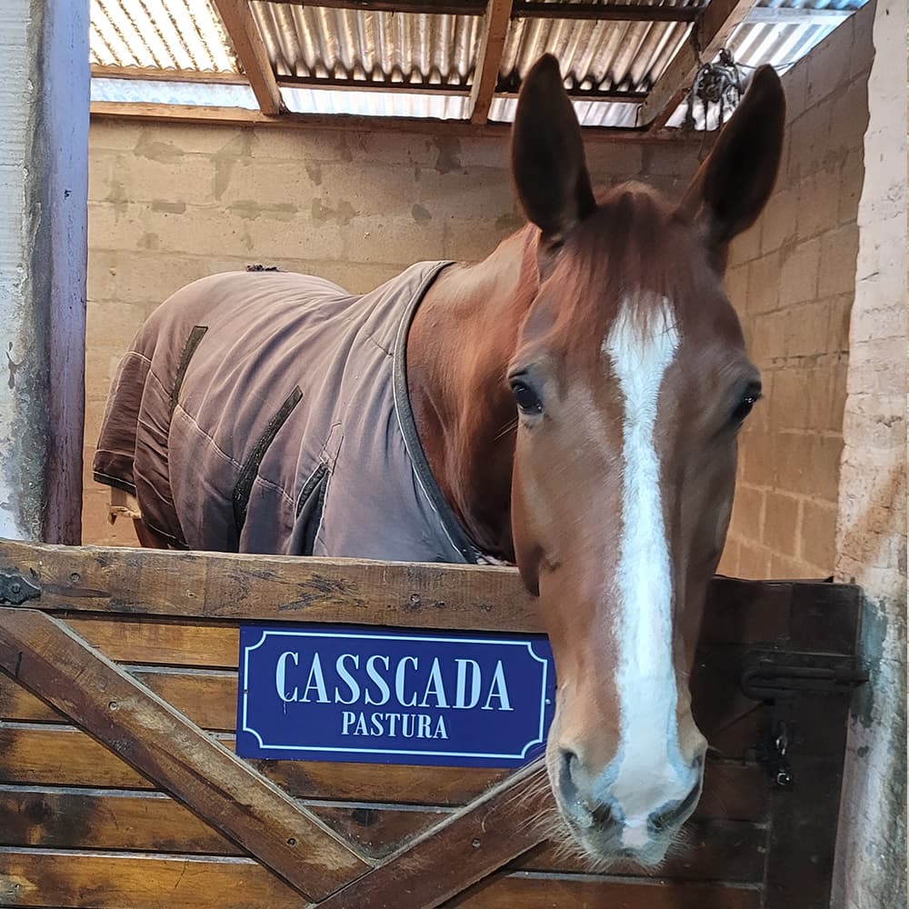 Carteles para box - imagen 39