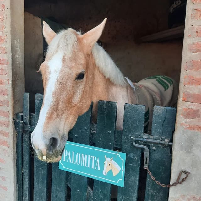 Imagen de la galería n° 3