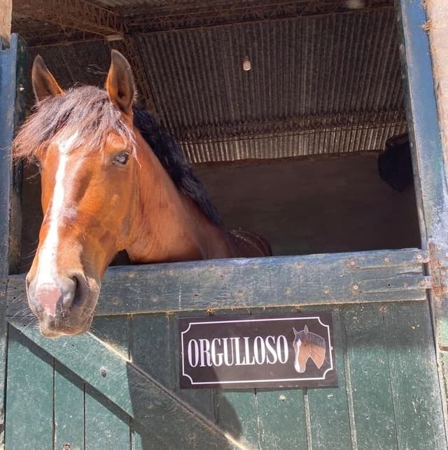 Imagen de la galería n° 6