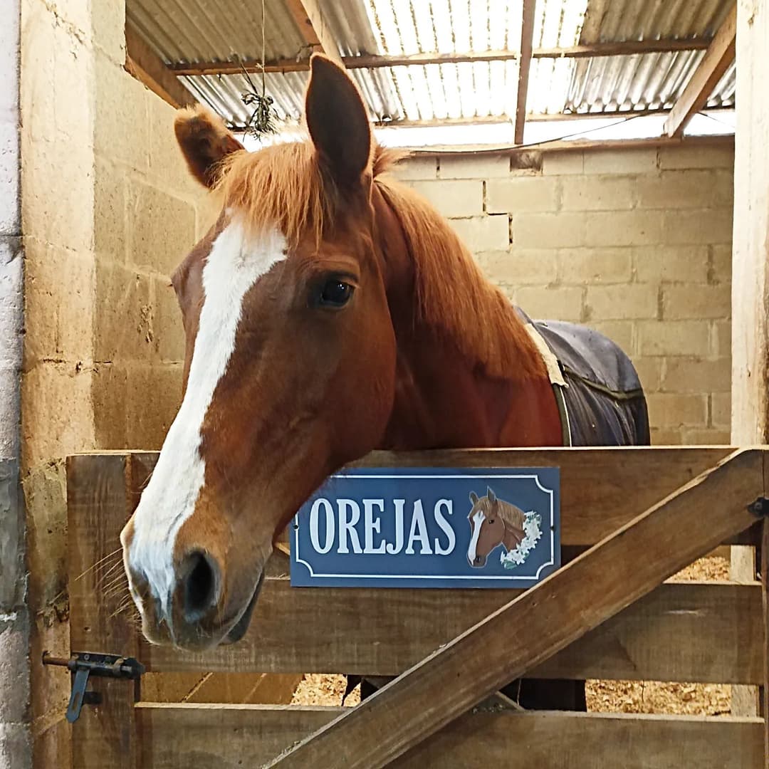 Carteles para box - imagen 15